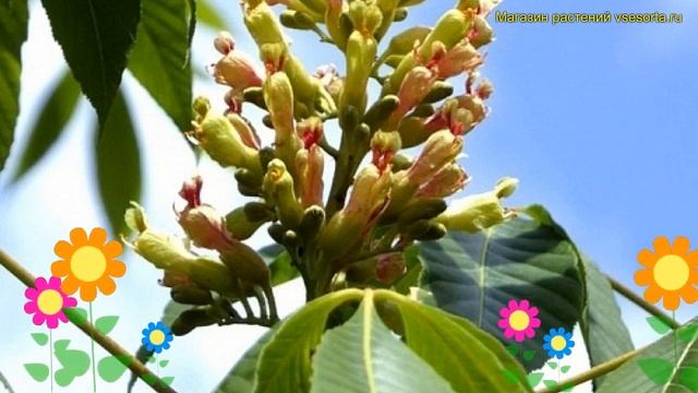 Каштан конский конский сизоватый. Краткий обзор, описание aesculus glaucescens сизоватый смотреть онлайн