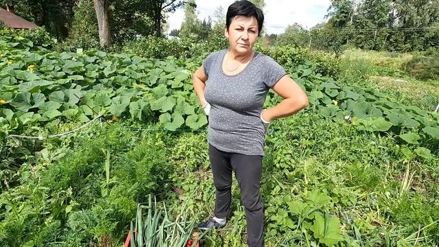 Небывалый урожай лука.Чеснок.Позапрошлогоднее сено. смотреть онлайн