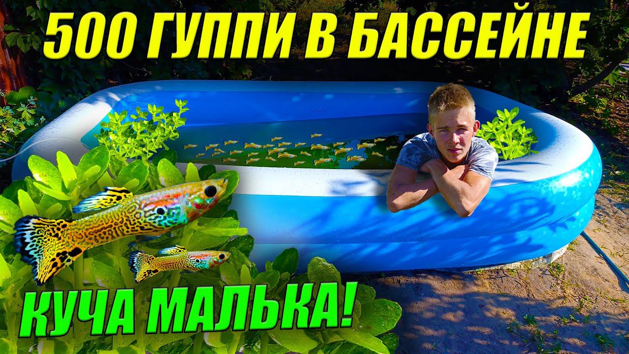 500 гуппи в бассейне спустя месяц! Куча малька! Акватеплица полна растений! смотреть онлайн