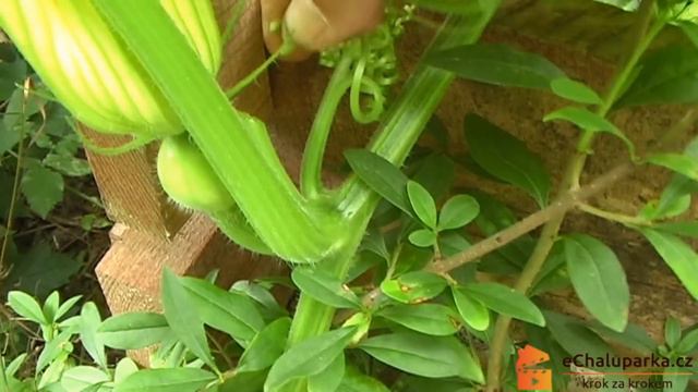Jak pěstovat dýni Hokkaido ze semen. Cucurbita maxima Uchiki Kuri смотреть онлайн