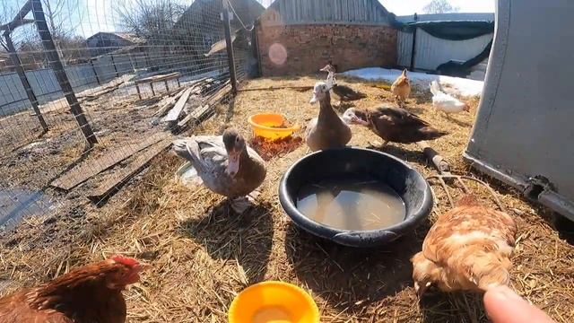 Даю курочкам Аргентинского таракана =D смотреть онлайн