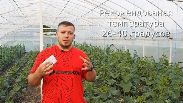 Победите вирус огурца. Один из самых верных способов. смотреть онлайн