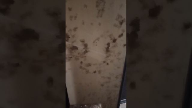 Дверь в туалет.mp4