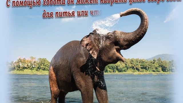 Про слоны смотреть онлайн