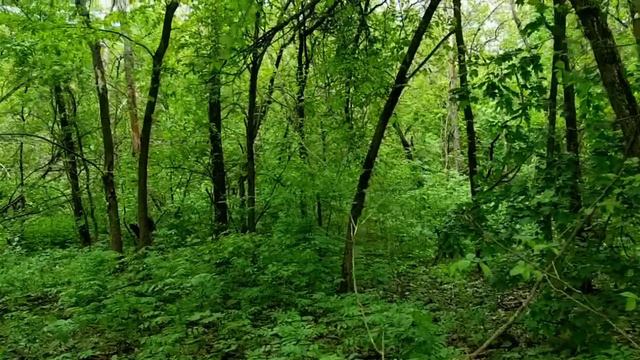 САМВЕЛ ВРЁТ ЧТО ЭДИК НЕ ПЕРЕСЕКАЛ ГРУЗИНСКУЮ ГРАНИЦУ. МАТЬ ГОТОВИТСЯ ЖИТЬ БЕЗ САМВЕЛА смотреть онлайн