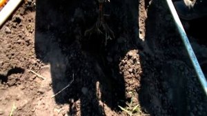 Моя технология посадки картофеля на песке