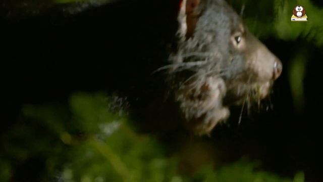 What is a Tasmanian Devil? Learn Facts about Tasmanian Devils! смотреть онлайн