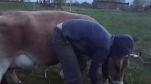 МАНЯ НАЧУДИЛАПОТЕРЯЛА ТЕЛЕНКА