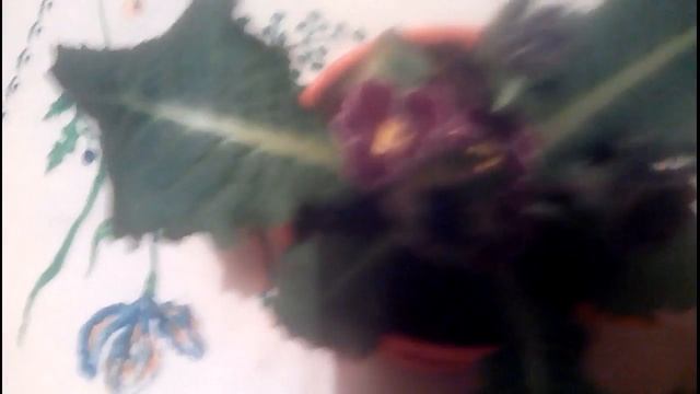 примула домашний уход смотреть онлайн