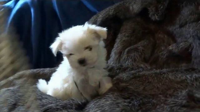 Жан и Жужу смотреть онлайн