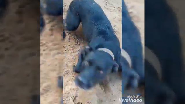 Pit bull misturado com labrador смотреть онлайн