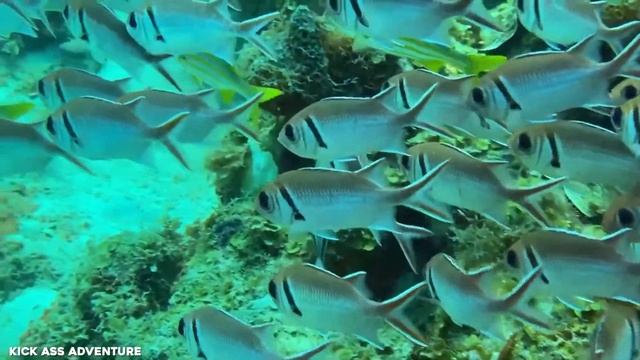 10 BEST Scuba Diving CARIBBEAN Destinations 2023 | Traveling Guide смотреть онлайн