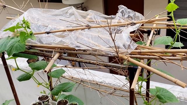 How to PLANT and GROW CUCUMBER in a CONTAINER | Paano Magtanim ng PIPINO | Pest Problem & FERTILIZE смотреть онлайн