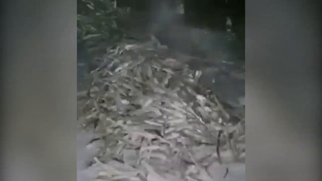 Сахалинцы тоннами собирают брошенную на лед навагу и раздают пенсионерам и в зооприюты смотреть онлайн