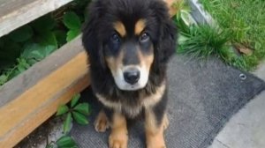 Бурят-монгольский волкодав (хотошо): описание породы