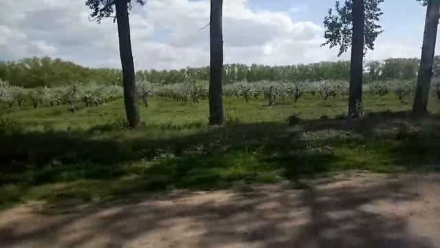 Проезжая через цветущие сады совхоза "Агроном" смотреть онлайн