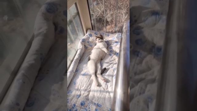 Доброе утро смотреть онлайн