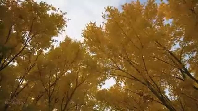 10 HRS Incredible Fall Foliage - 4K Autumn Colors - Yellow and Red Maple Trees (NO LOOP) смотреть онлайн