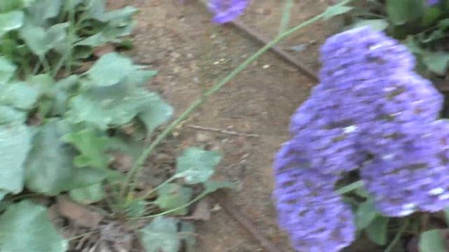 Limonium Perezii - How To Grow Sea Lavender