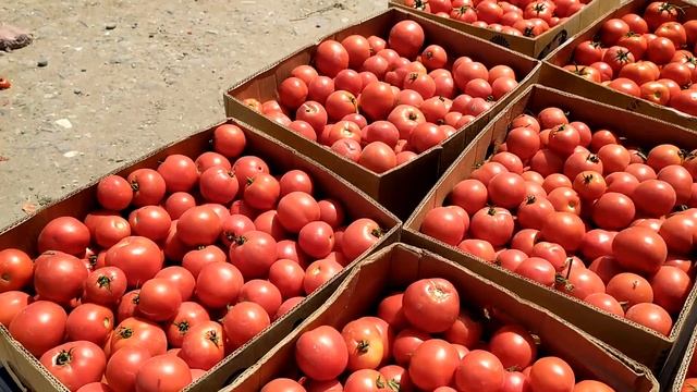 Оптовый плодо-овощной рынок Дербента, август 2021 | туризм в Дагестане смотреть онлайн