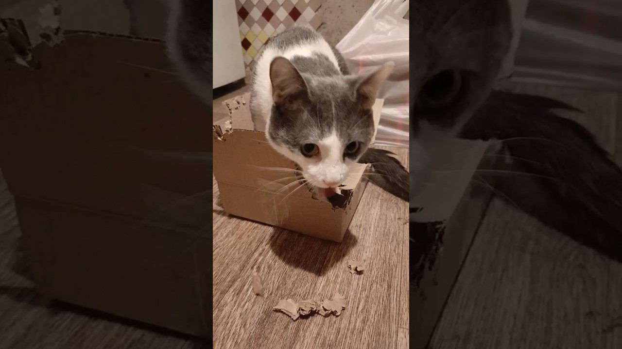 Что за Лев этот Тигр# #котики #мурзик #питомец #лайк #приколы #кот #котик #юмор #тигр #лев #сила смотреть онлайн