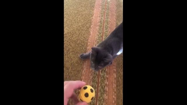 История котят от знакомства до новой семьи: Смоки и Мишелька смотреть онлайн