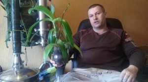 Цветок золотой ус или домашний женьшень полезные свойства.