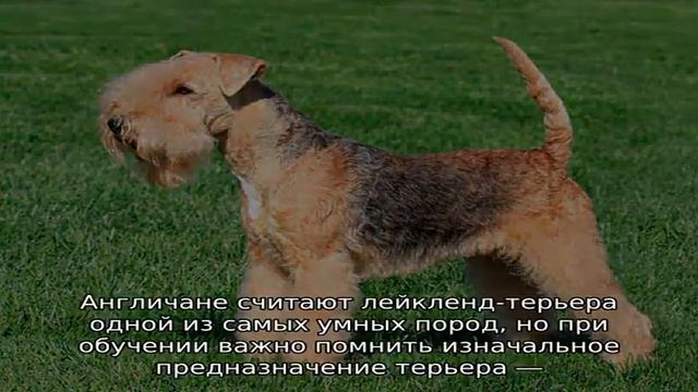 Лейкленд-терьер смотреть онлайн