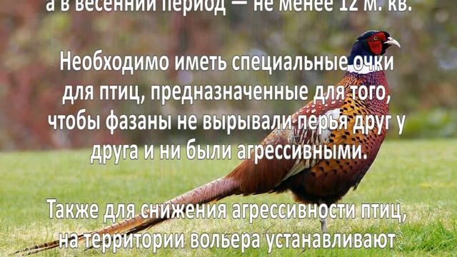 Разведение фазанов. Бизнес идеи смотреть онлайн