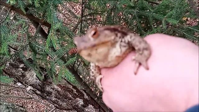 МОИ ЛЮБИМЫЕ ЖАБЫ !!!