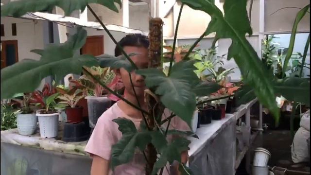 PHILODENDRON DRAGON, DRAGON GOLDEN DAN LIME FIDDLE