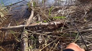 ТЕЙЛ-СПИНЕР нужен в коробке??? Рыбалка на хищника.