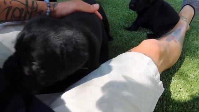 Black Labrador Puppies | Newborn to 8 Weeks Old Compilation смотреть онлайн