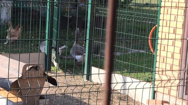 Почему у меня крупные и хорошо растут Цыплята смотреть онлайн