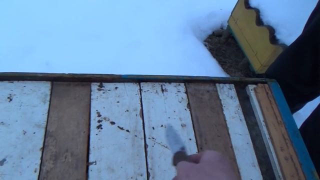 Семья пчел зимует в лесу одна смотреть онлайн