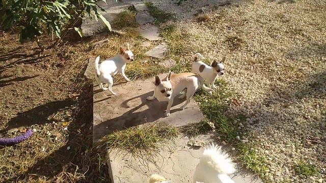 17 октября 2020 года, доброе осеннее солнечное утро от наших чихуахуа Симферополь Кастропуло смотреть онлайн