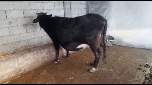 BO'G'OZ SIGIRIMIZ SOTILADI ☎️ 902052128 смотреть онлайн