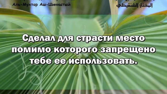 Шейх Мухаммад Аш-Шинкытый - Препятствия близости к Аллахуالشيخ محمد الشنقيطي، عواقب قرب من الله смотреть онлайн