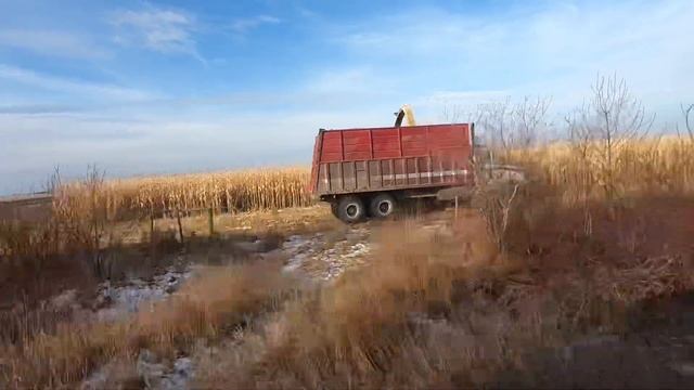 Заготовка силоса. Канада. смотреть онлайн