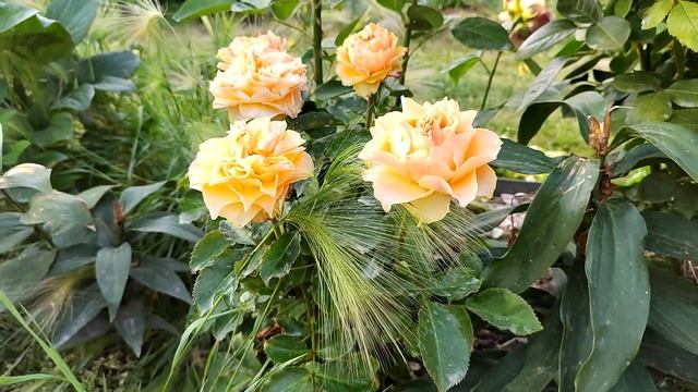 роза Копперфильд (Copperfield) смотреть онлайн