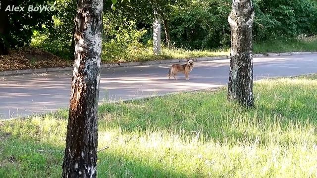 Отпугиватель Собак с Алиэкспресс! Боятся ли его собаки Проверка! alex boyko смотреть онлайн