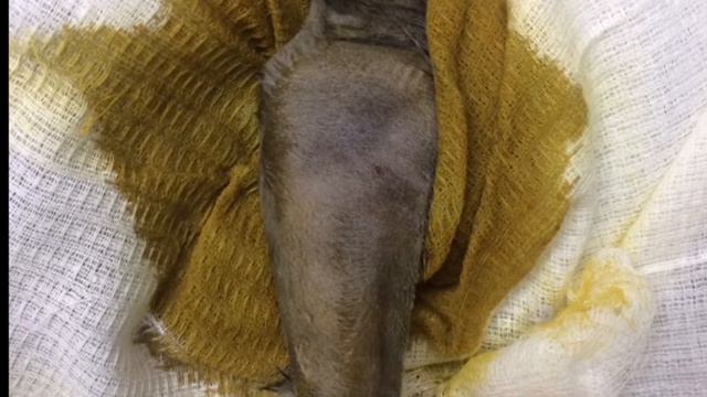 Вывих локтя у кошки смотреть онлайн