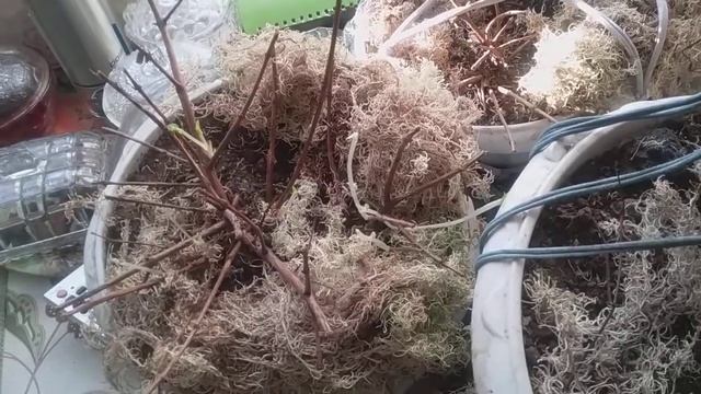 Достаем фуксии из подвала. Подготавливаем к началу роста побегов. смотреть онлайн