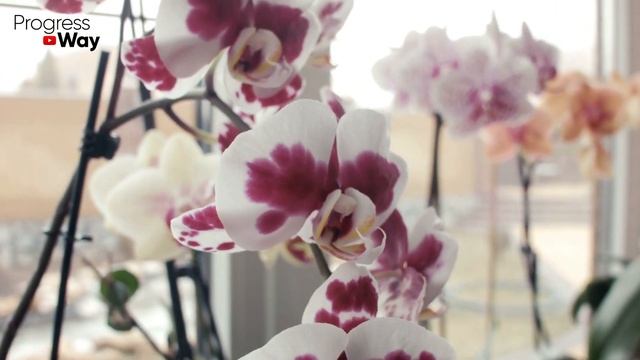 ?GARLIC WATER RECIPE - THE SECRET FOR BLOOMING ORCHIDS. смотреть онлайн