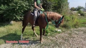 Рынок Лошадей Чечня , Урусмартан.