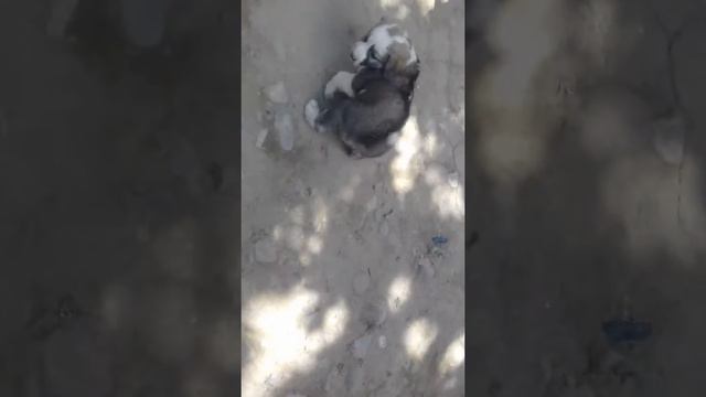 Алабай кучук смотреть онлайн