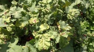 Заболевание смородины Антракноз - листовая пятнистость грибковое заболевание на смородине