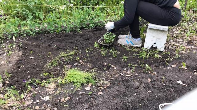 Высаживаем и сеем овощи. Патиссон, кабачки, капуста, перцы и огурцы смотреть онлайн