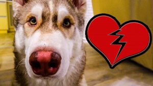 КАК ВЕРНУТЬ ДЕВУШКУ МОЁ СЕРДЦЕ РАЗБИТО.. (Хаски Бублик) Говорящая собака