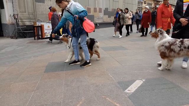 Moscow walks Австралийская ОВЧАРКА на Никольской улице......australian shepherd смотреть онлайн